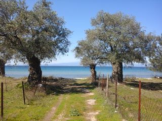 Οικόπεδο 10.500 τ.μ. για πώληση, Ν. Καβάλας, Θάσος-thumb-4