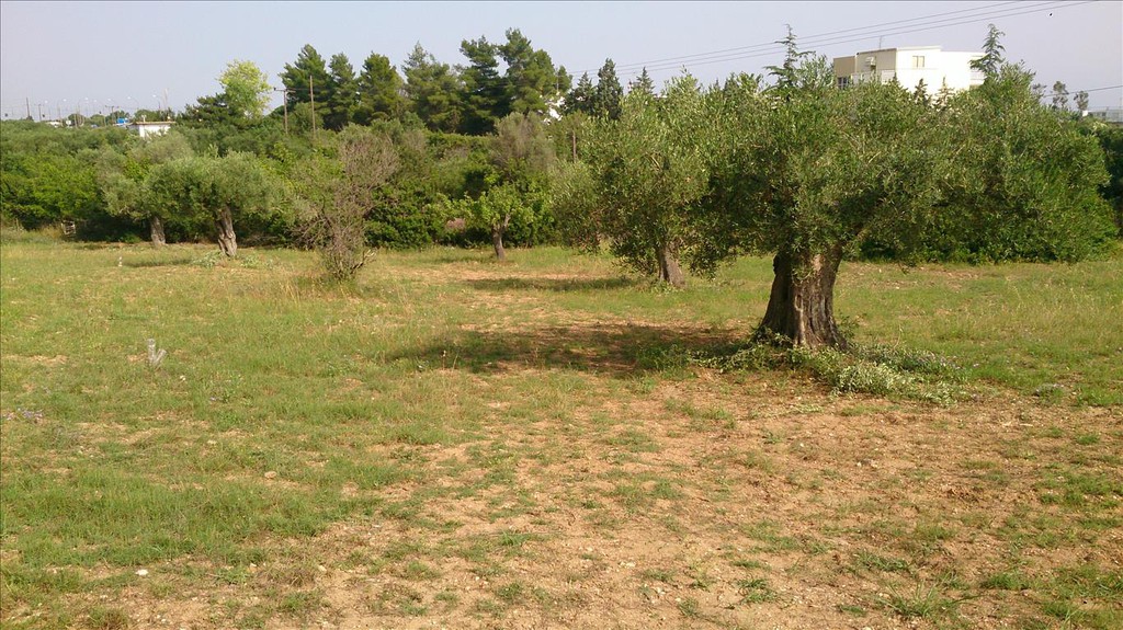 Οικόπεδο 4.589 τ.μ. προς πώληση, Κέντρο Τορώνης