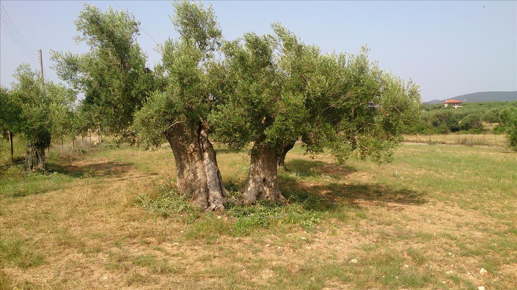 Οικόπεδο 4.589 τ.μ. προς πώληση, Κέντρο Τορώνης
