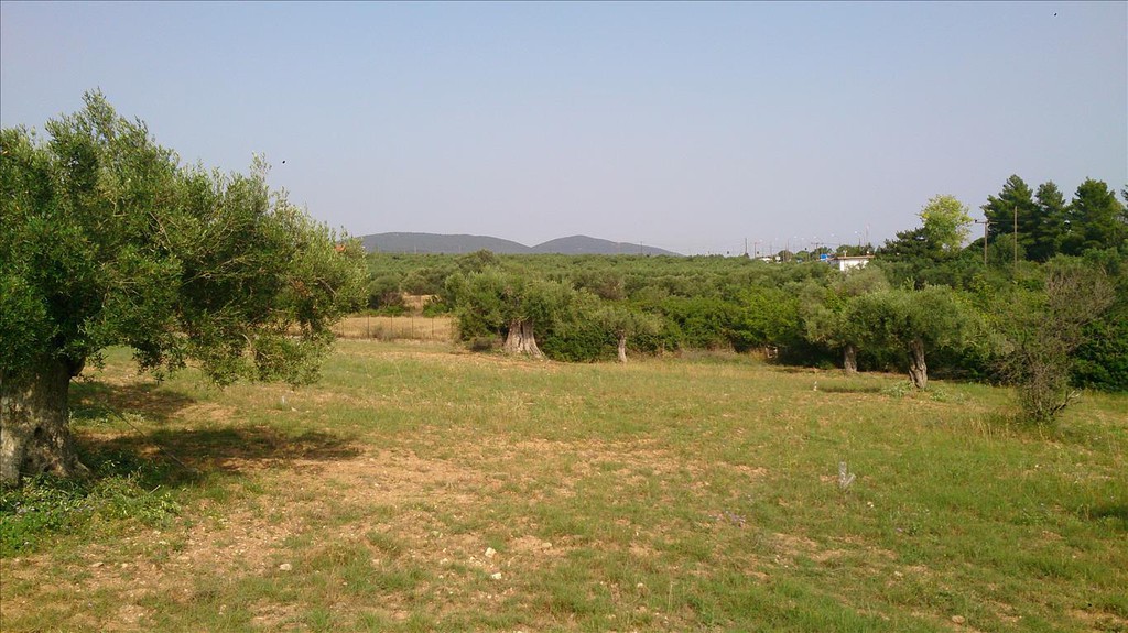 Οικόπεδο 4.589 τ.μ. προς πώληση, Κέντρο Τορώνης