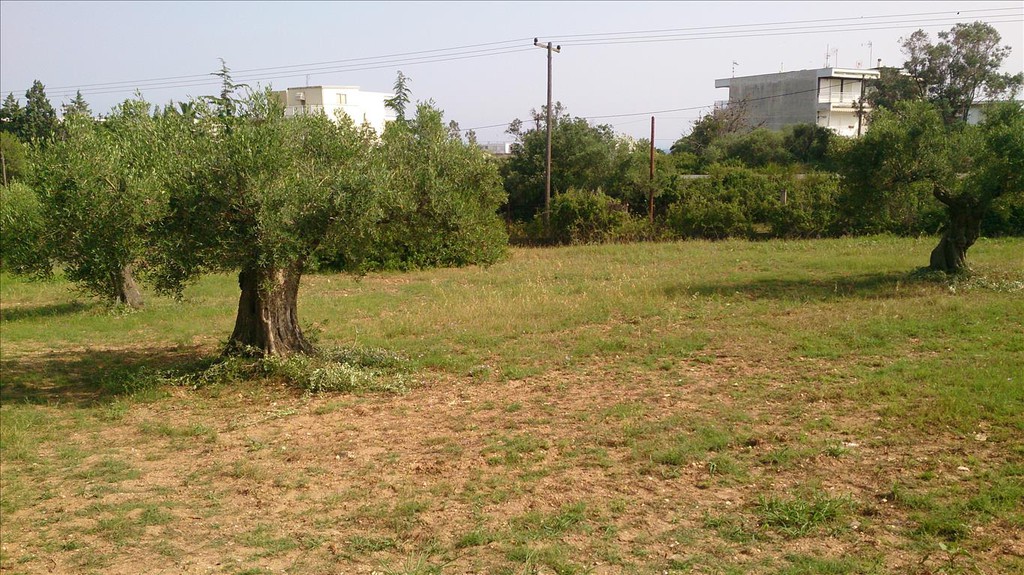 Οικόπεδο 4.589 τ.μ. προς πώληση, Κέντρο Τορώνης
