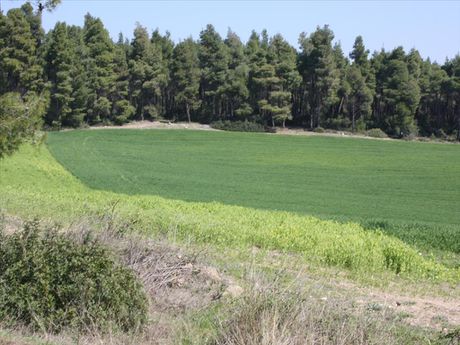 Land plot 8.500sqm for sale-Kassandra » Kriopigi