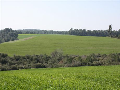 Land plot 32.000sqm for sale-Kassandra » Kriopigi