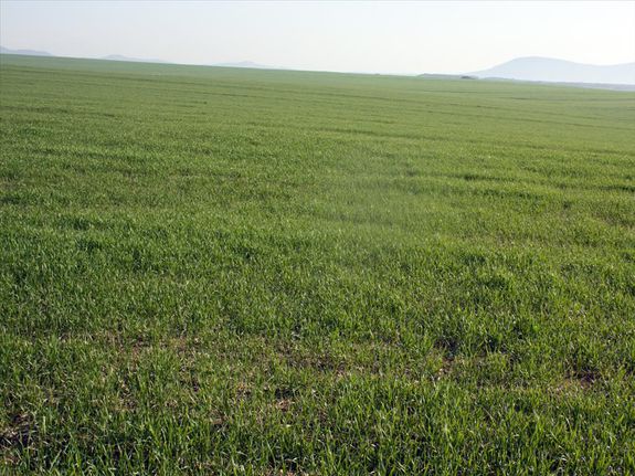 Οικόπεδο 0 τ.μ. για πώληση, Χαλκιδική, Καλλικράτεια