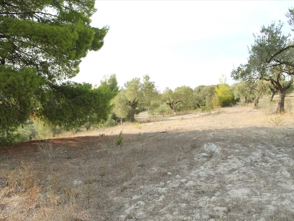 Οικόπεδο 4.000 τ.μ. προς πώληση, Γλυφονέρι