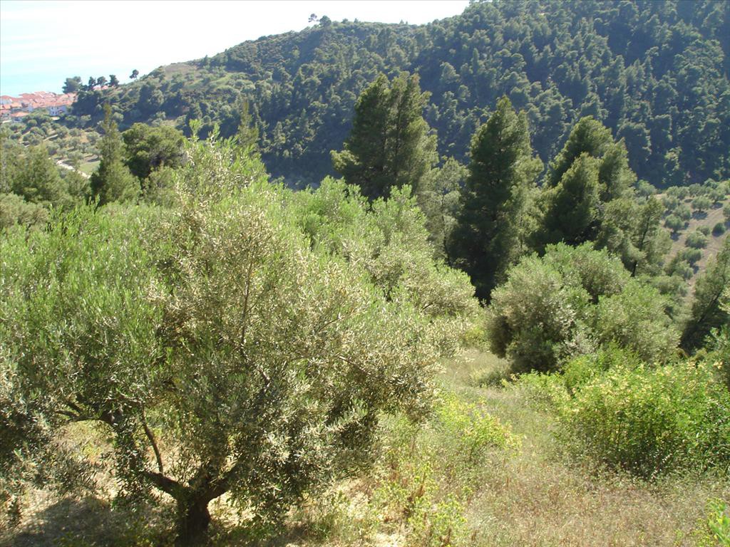 Οικόπεδο 4.465 τ.μ. προς πώληση, Εύδος