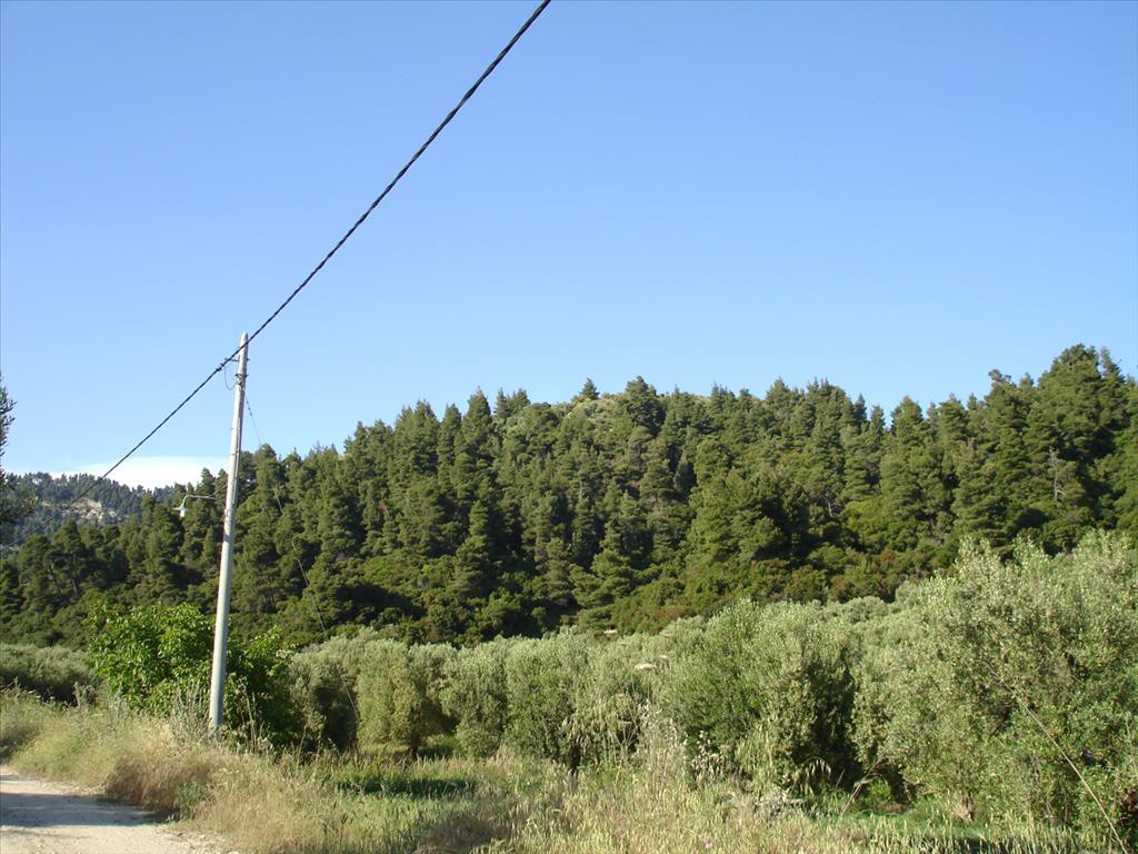 Οικόπεδο 4.465 τ.μ. προς πώληση, Εύδος