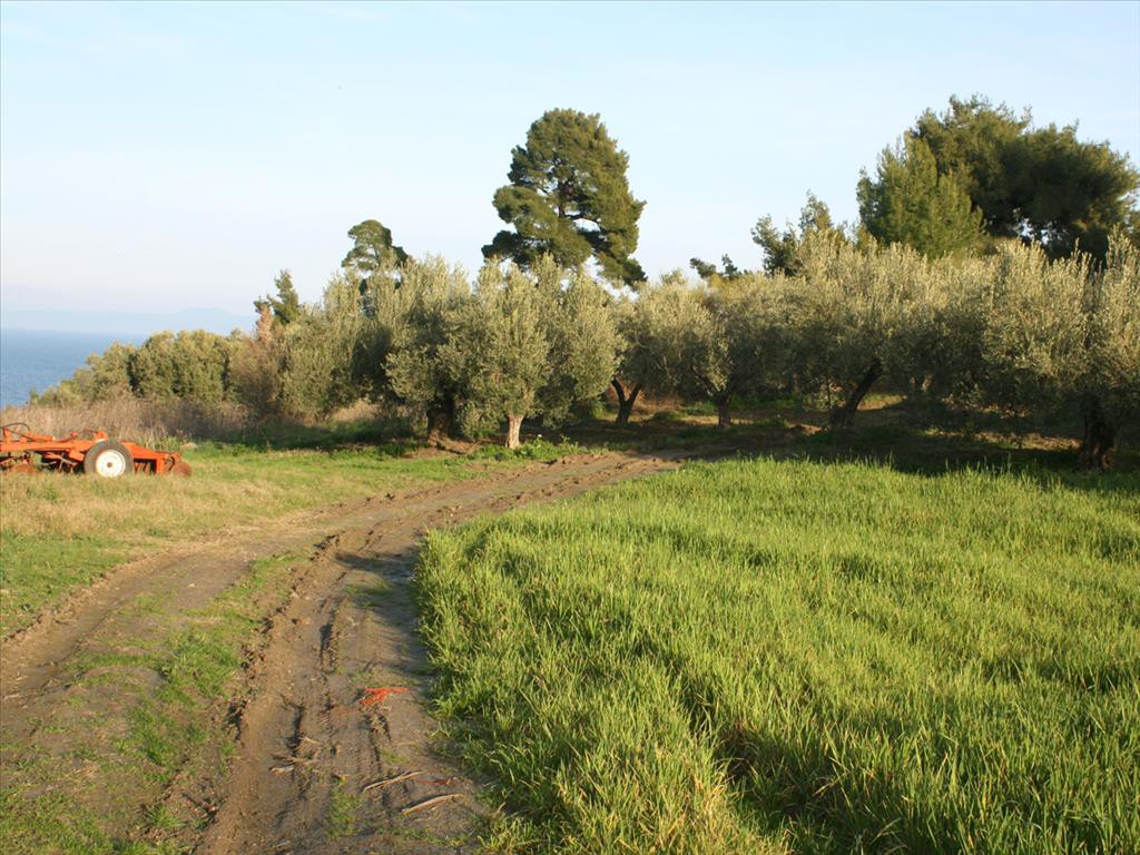 Οικόπεδο 20.000 τ.μ. προς πώληση, Κρυοπηγή Κασσάνδρας