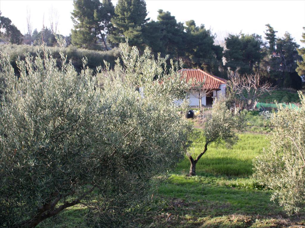 Οικόπεδο 20.000 τ.μ. προς πώληση, Κρυοπηγή Κασσάνδρας