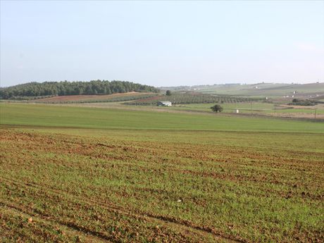 Land plot 56.000sqm for sale-Kassandra » Filakes Kassandras