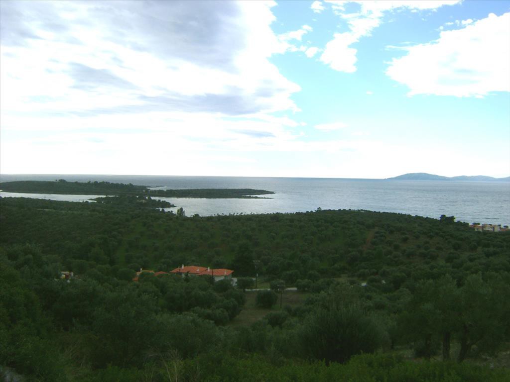 Οικόπεδο 16.728 τ.μ. προς πώληση, Αγία Κυριακή Σιθωνίας
