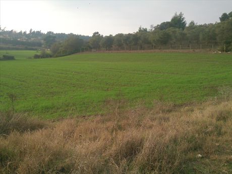 Land plot 8.000sqm for sale-Kassandra » Filakes Kassandras