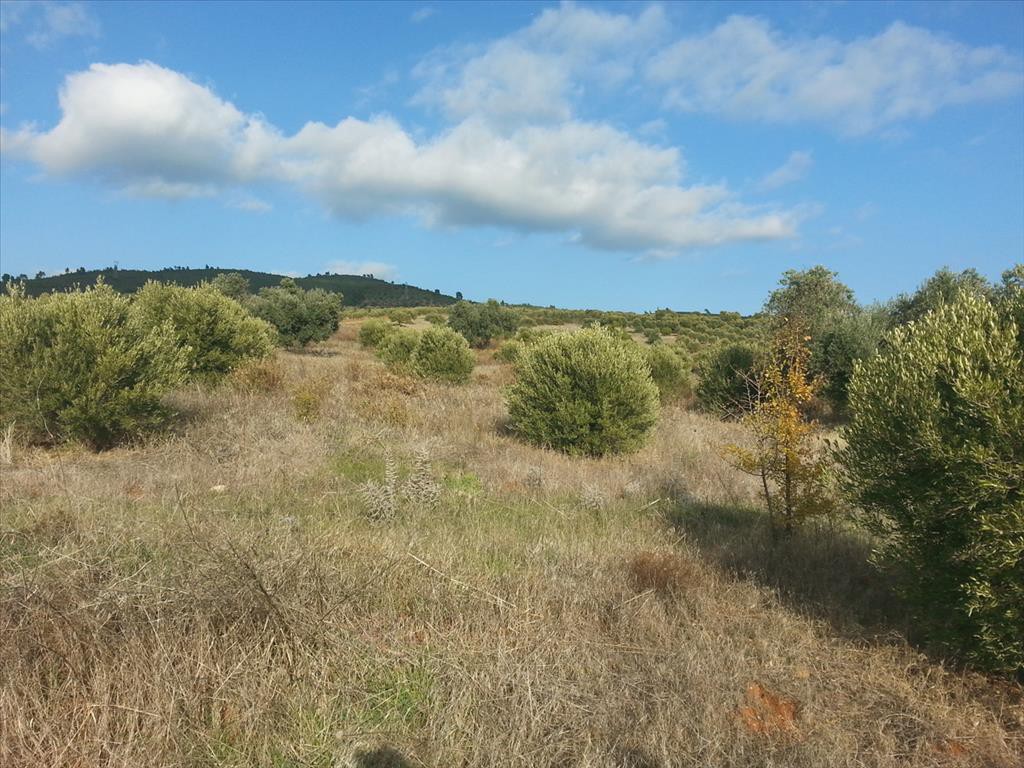 Οικόπεδο 13.828 τ.μ. προς πώληση, Άγιος Νικόλαος Σιθωνίας