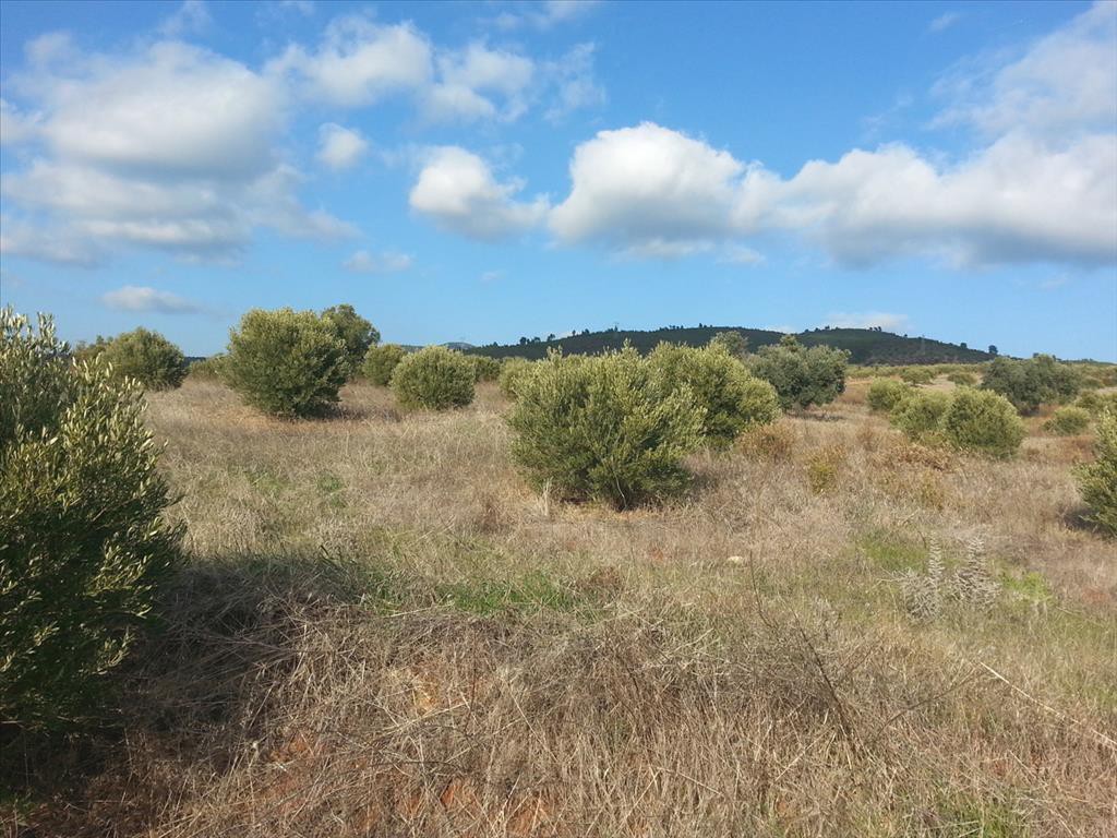 Οικόπεδο 13.828 τ.μ. προς πώληση, Άγιος Νικόλαος Σιθωνίας