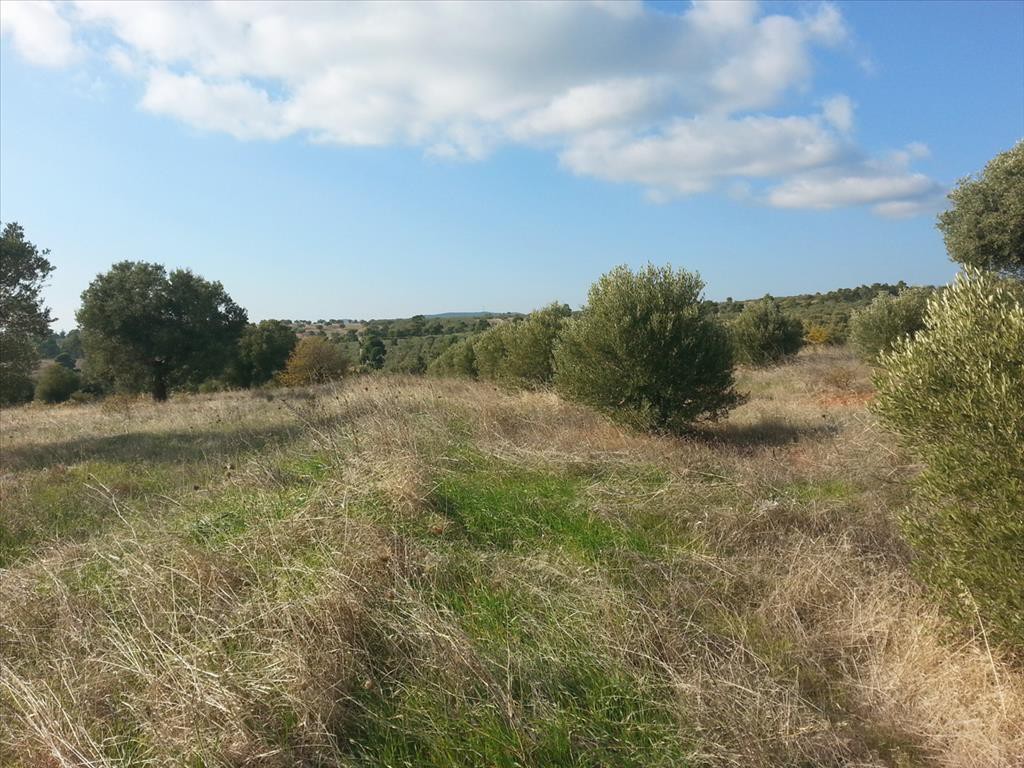 Οικόπεδο 13.828 τ.μ. προς πώληση, Άγιος Νικόλαος Σιθωνίας