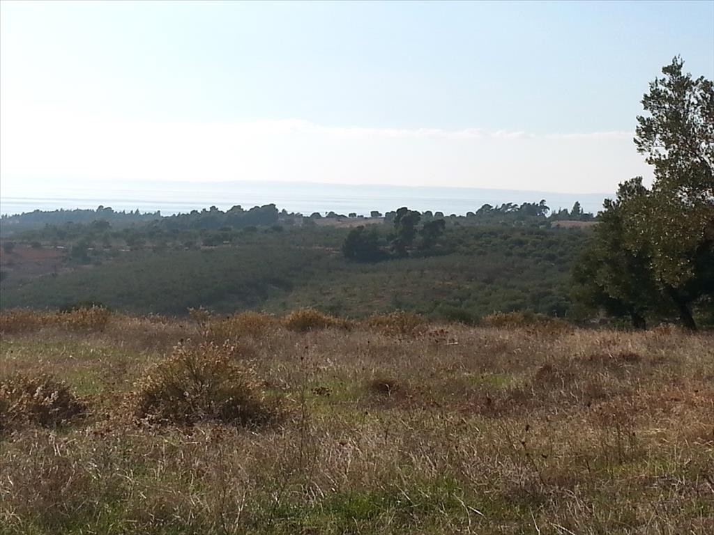 Οικόπεδο 13.828 τ.μ. προς πώληση, Άγιος Νικόλαος Σιθωνίας