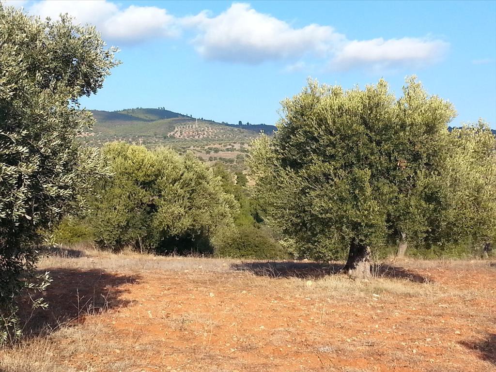 Οικόπεδο 5.066 τ.μ. προς πώληση, Μετόχι Ορμύλιας