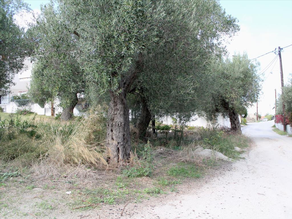 Οικόπεδο 0 τ.μ. προς πώληση, Πολύχρονο