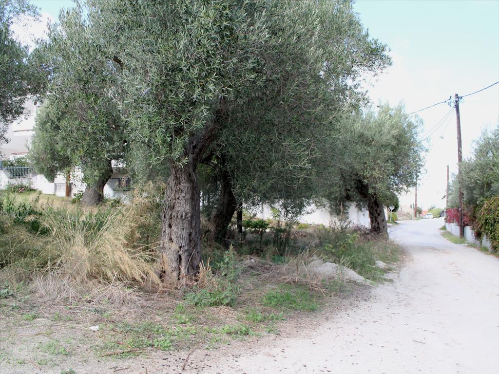 Οικόπεδο 0 τ.μ. προς πώληση, Πολύχρονο