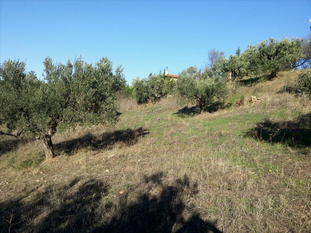 Οικόπεδο 5.000 τ.μ. προς πώληση, Άγιος Νικόλαος Σιθωνίας
