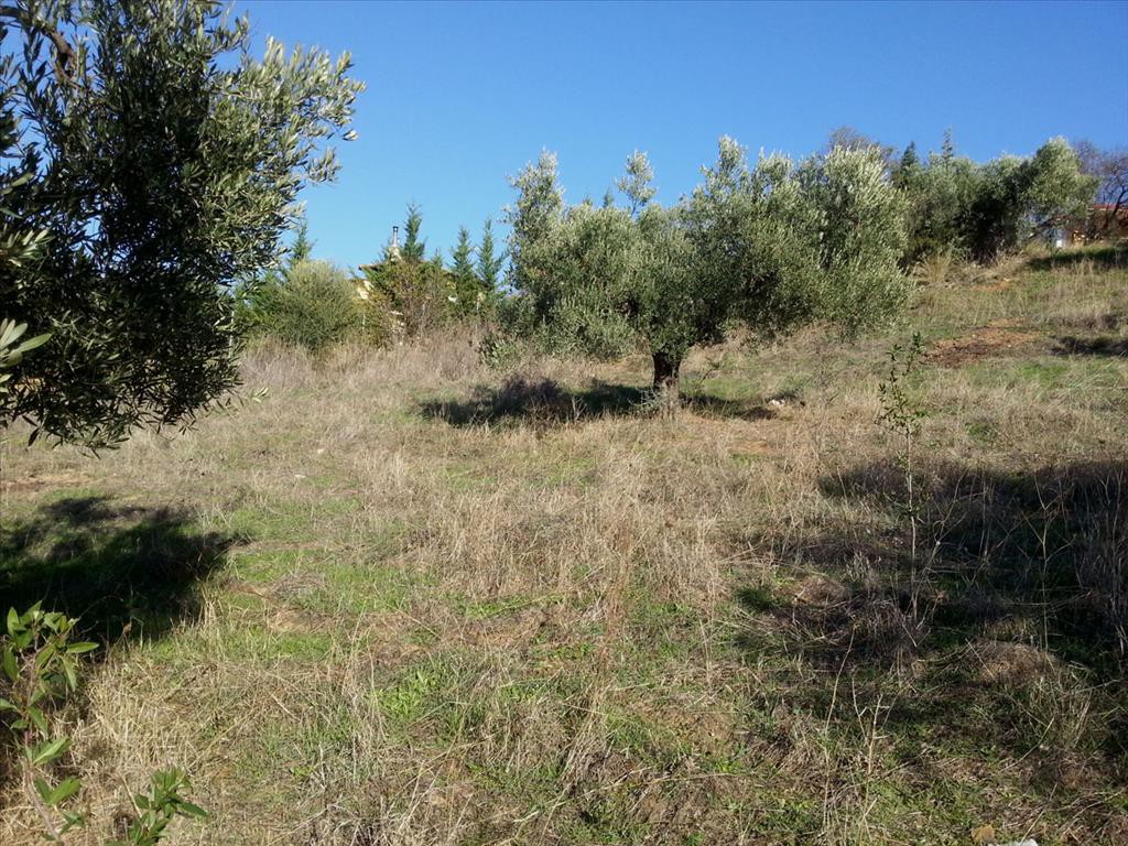 Οικόπεδο 5.000 τ.μ. προς πώληση, Άγιος Νικόλαος Σιθωνίας