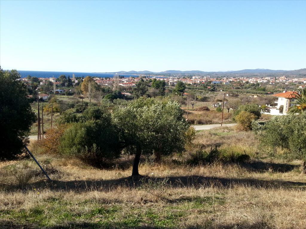 Οικόπεδο 5.000 τ.μ. προς πώληση, Άγιος Νικόλαος Σιθωνίας
