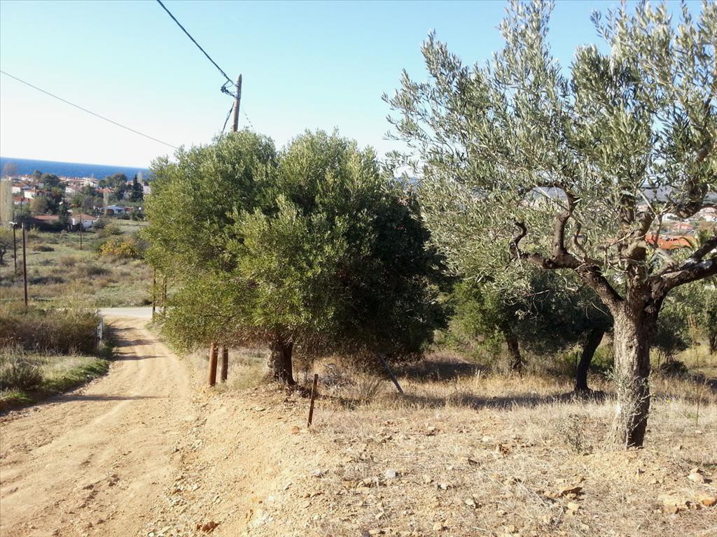 Οικόπεδο 5.000 τ.μ. προς πώληση, Άγιος Νικόλαος Σιθωνίας