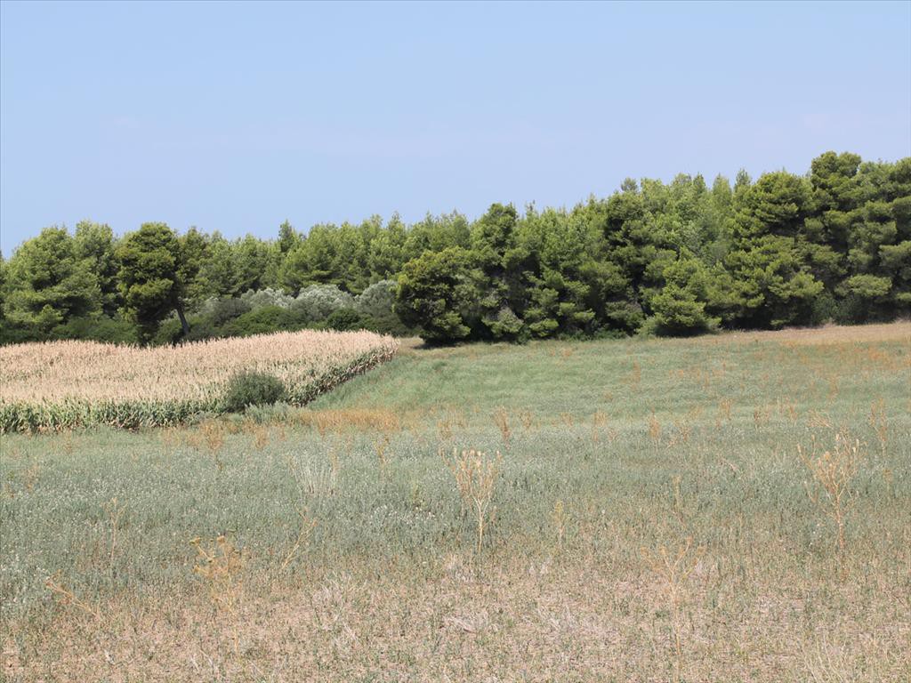 Οικόπεδο 36.000 τ.μ. προς πώληση, Φυλακές Κασσάνδρας