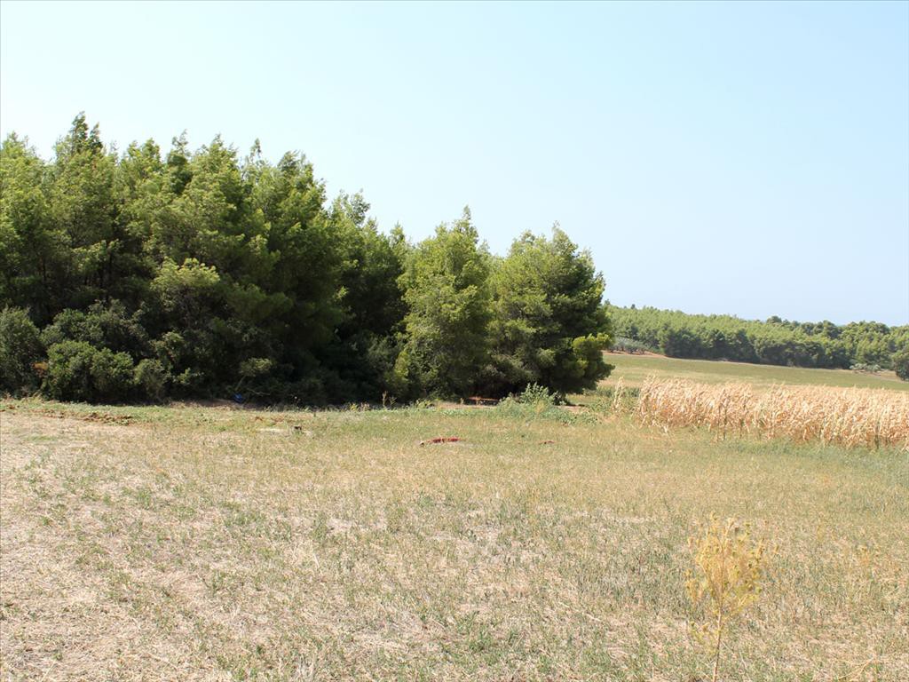Οικόπεδο 36.000 τ.μ. προς πώληση, Φυλακές Κασσάνδρας