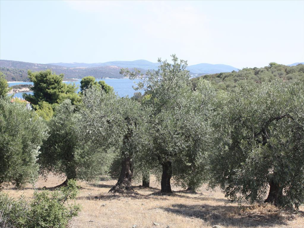 Οικόπεδο 4.070 τ.μ. προς πώληση, Αγία Κυριακή Σιθωνίας