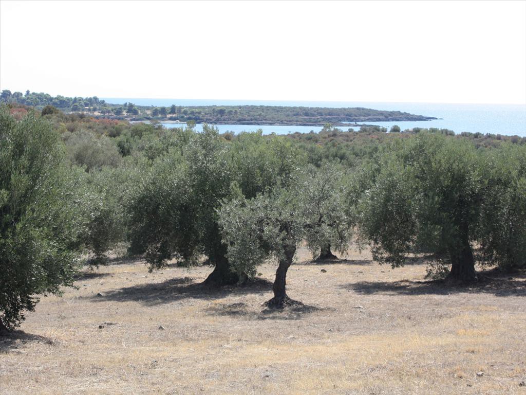 Οικόπεδο 4.070 τ.μ. προς πώληση, Αγία Κυριακή Σιθωνίας