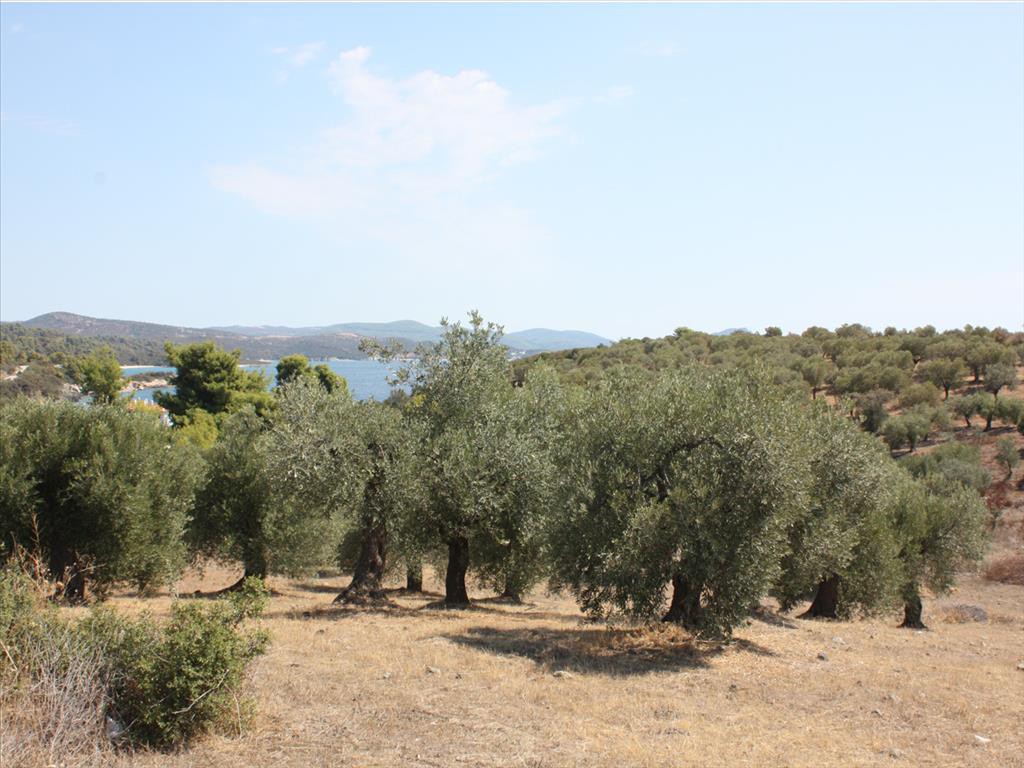Οικόπεδο 4.070 τ.μ. προς πώληση, Αγία Κυριακή Σιθωνίας