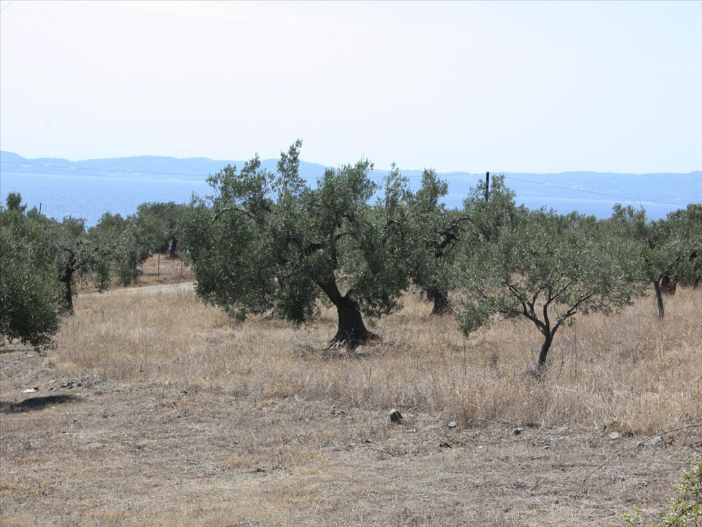 Οικόπεδο 4.070 τ.μ. προς πώληση, Αγία Κυριακή Σιθωνίας