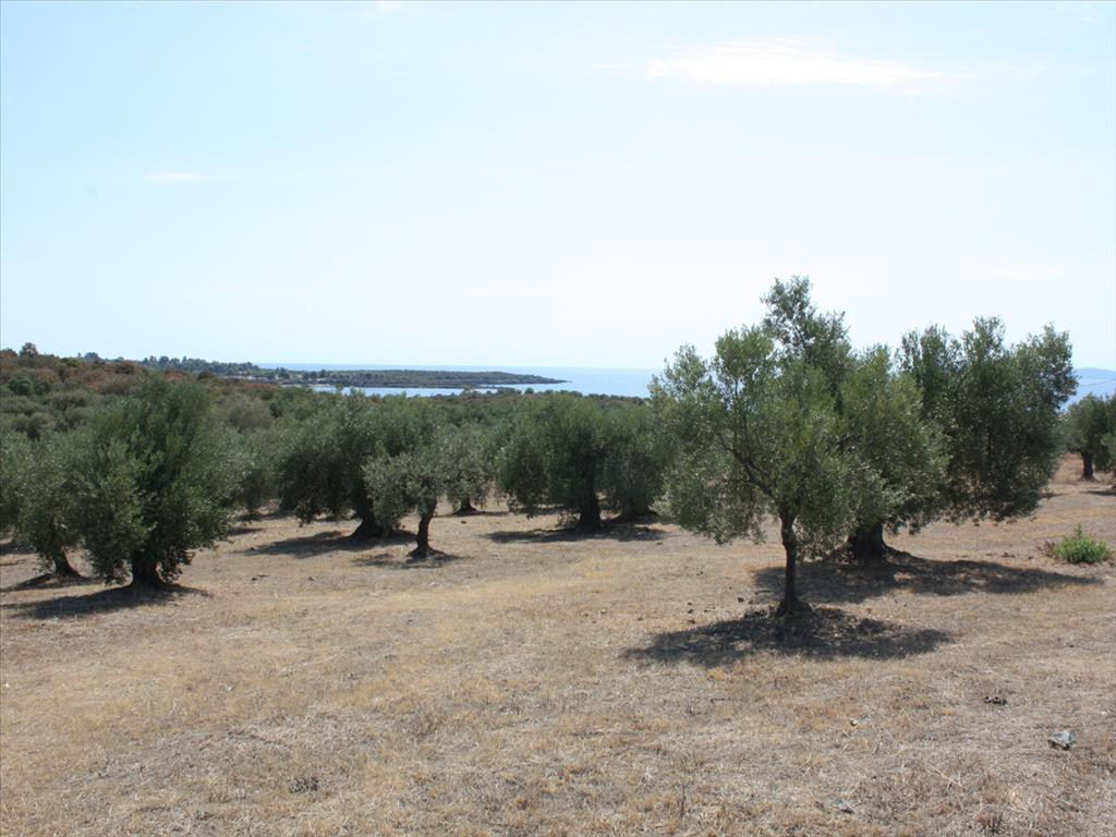 Οικόπεδο 4.070 τ.μ. προς πώληση, Αγία Κυριακή Σιθωνίας