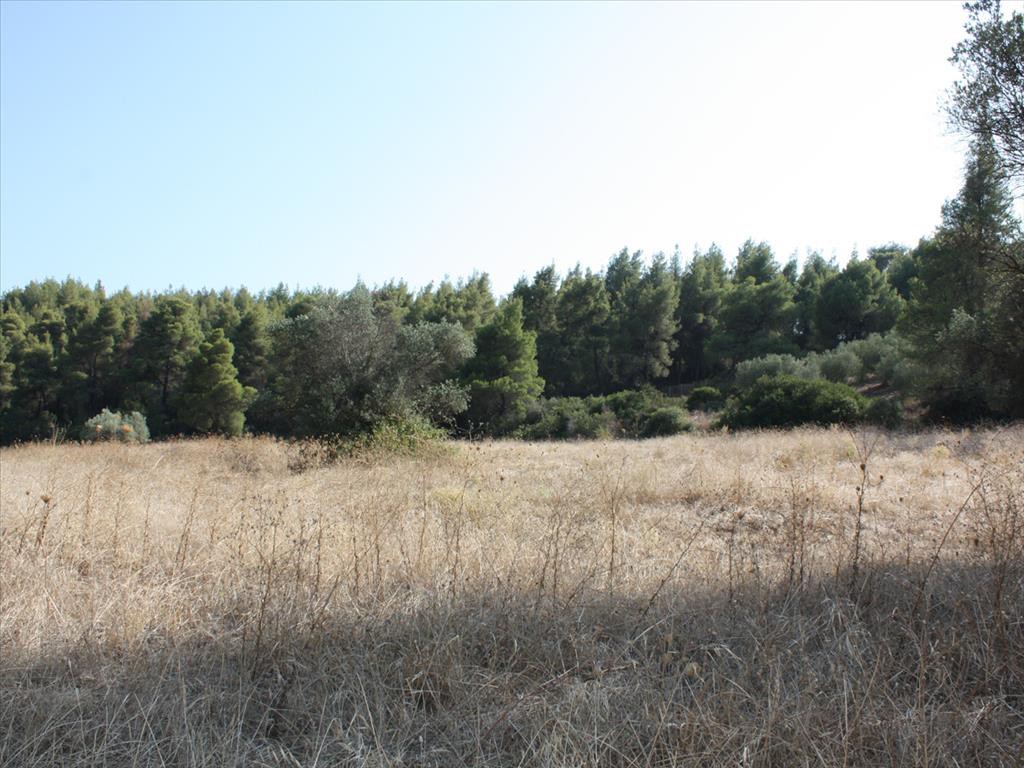 Οικόπεδο 4.960 τ.μ. προς πώληση, Μετόχι Ορμύλιας