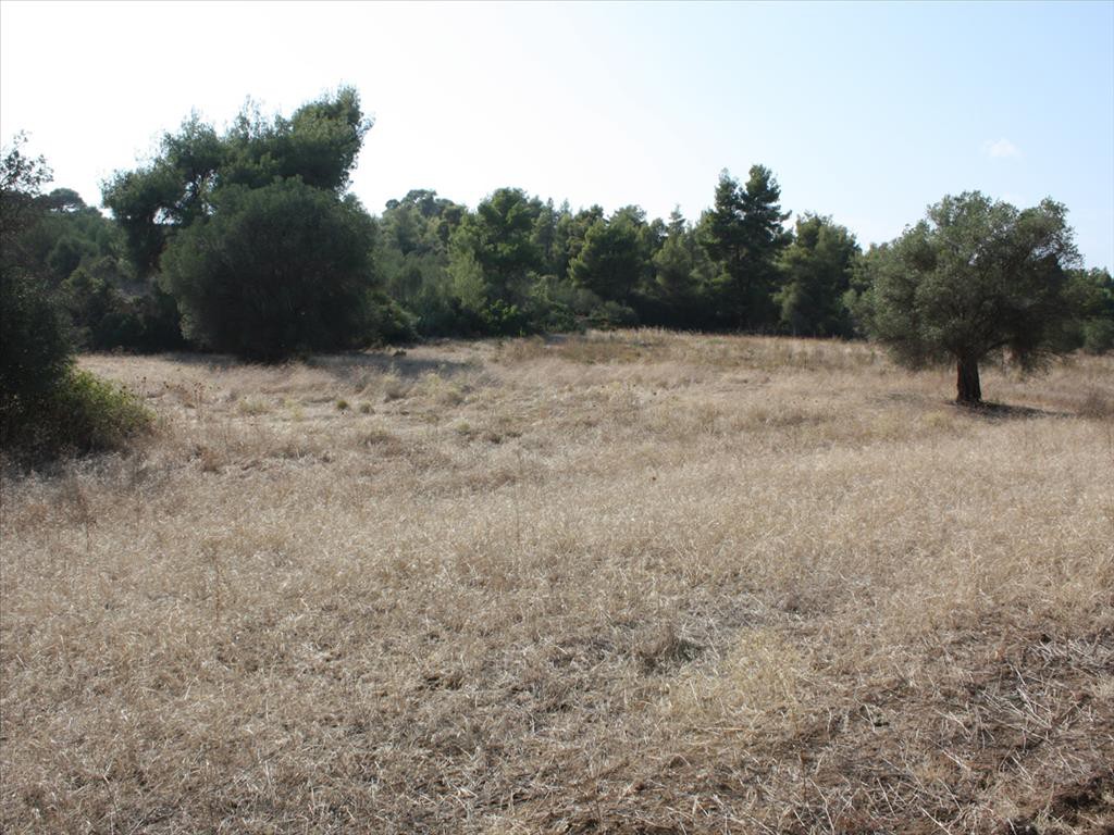 Οικόπεδο 4.960 τ.μ. προς πώληση, Μετόχι Ορμύλιας