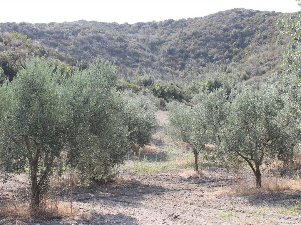 Οικόπεδο 6.000 τ.μ. προς πώληση, Χανιώτης