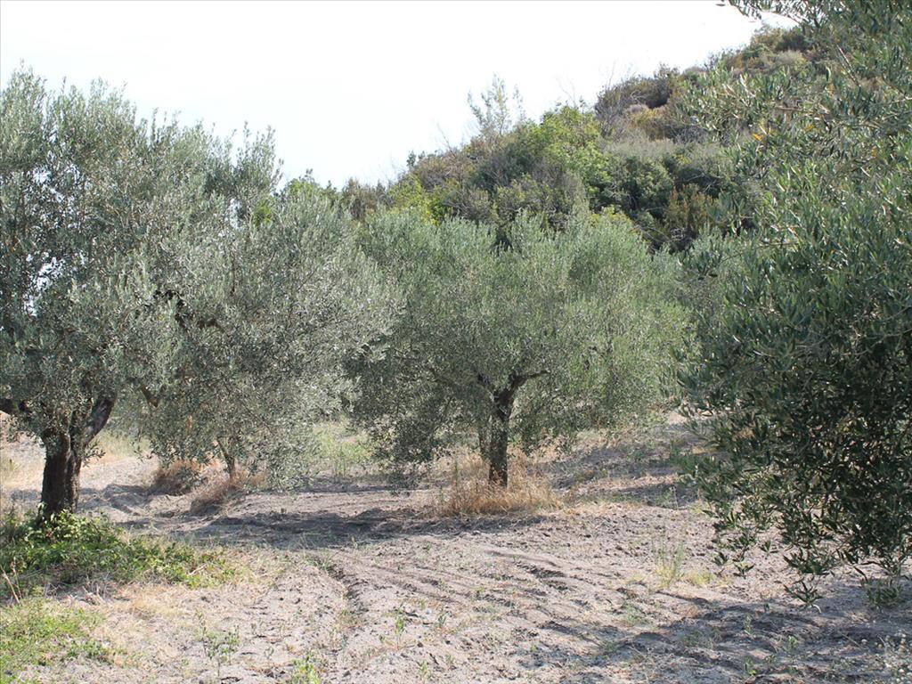 Οικόπεδο 6.000 τ.μ. προς πώληση, Χανιώτης
