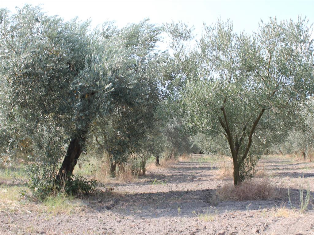 Οικόπεδο 6.000 τ.μ. προς πώληση, Χανιώτης