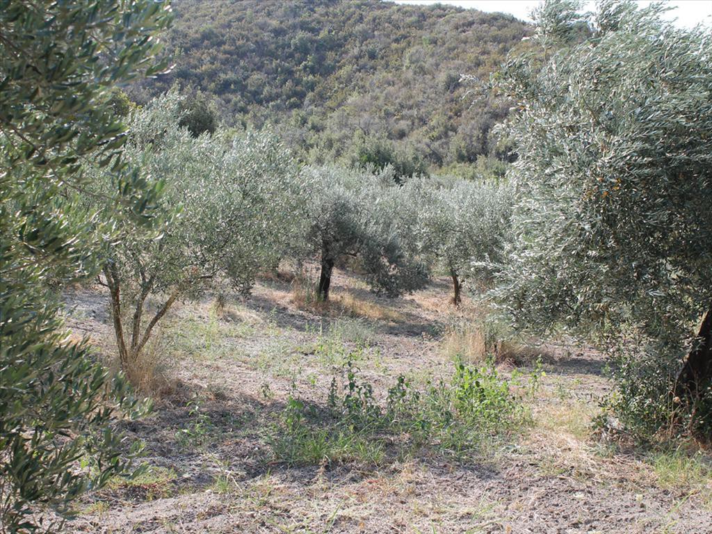 Οικόπεδο 6.000 τ.μ. προς πώληση, Χανιώτης