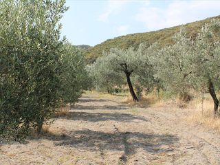 Οικόπεδο 6.000 τ.μ. για πώληση