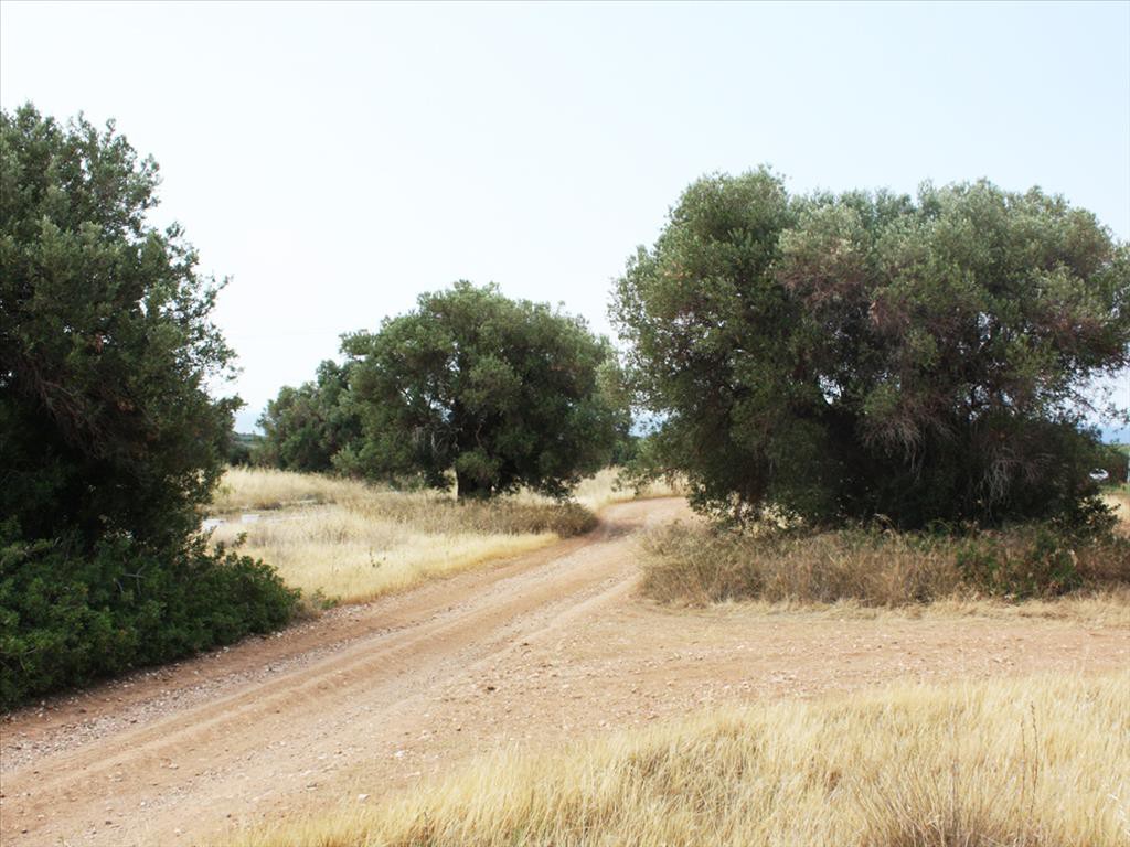 Οικόπεδο 302 τ.μ. προς πώληση, Γερακινή