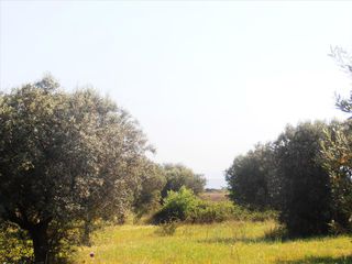 Οικόπεδο 5.360 τ.μ. για πώληση, Χαλκιδική, Ορμύλια-thumb-7