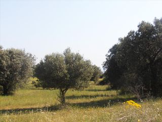 Οικόπεδο 5.360 τ.μ. για πώληση, Χαλκιδική, Ορμύλια-thumb-10
