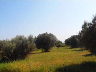 Οικόπεδο 5.360 τ.μ. για πώληση, Χαλκιδική, Ορμύλια-thumb-5