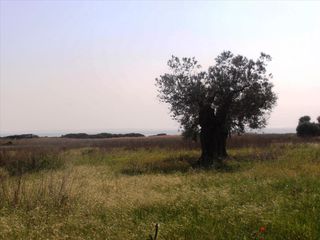 Οικόπεδο 5.360 τ.μ. για πώληση, Χαλκιδική, Ορμύλια-thumb-1