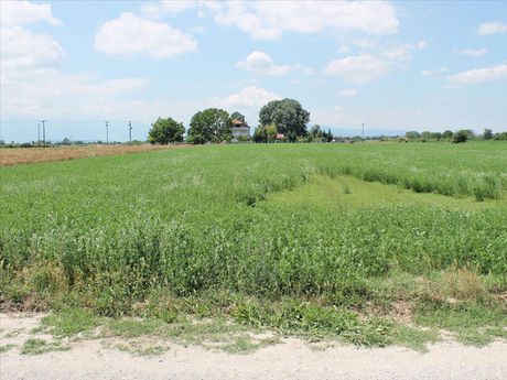 Land plot 10.000sqm for sale-Pidna » Aliki