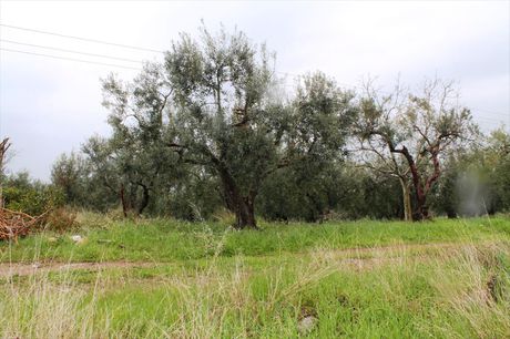 Land plot 6.500sqm for sale-Ormilia » Psakoudia