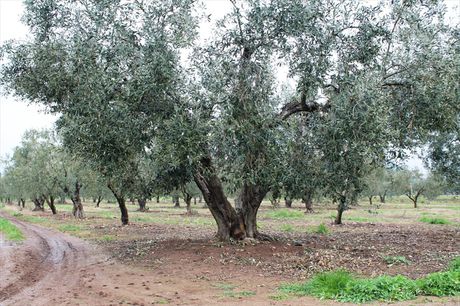 Land plot 4.980sqm for sale-Poligiros » Gerakini