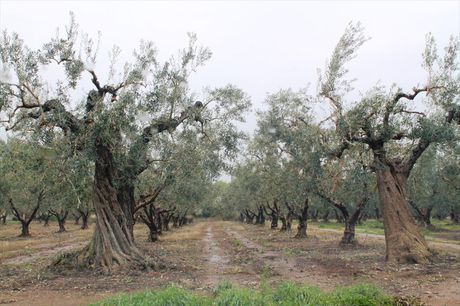Land plot 5.538sqm for sale-Poligiros » Gerakini